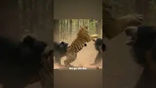 एक बाघ दो स्लॉथ भालू से भीड गया। | Hungry Tiger Confronted Two Sloth Bears. | #tiger #bear | #shorts