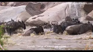 Wildebeest migration safari in Africa- 12 days Serengeti Masai Mara and gorillas #explore
