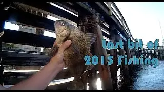 Black Drum under Snow's Cut Bridge | KayakingSazzles