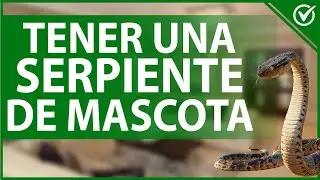 🐍 C&oacute;mo Tener una Serpiente de Mascota - Conoce Sobre su Alimentaci&oacute;n y Cuidados 🏠🐍