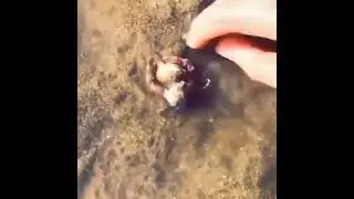 Male Crab Protects His Female