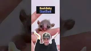 This Bush Baby's BFF is a Monkey #animalrescue