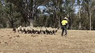 2019 RMA NetworkWorking Stock Dog Auction - Ozzy