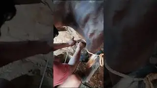 #shorts #shortvideo #viralvideo #dairfarming #farming #subscribe