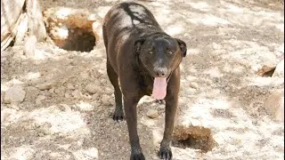 Watch Leo realize this rescued dog from the desert is his childhood dog's twin! [Ep 56]