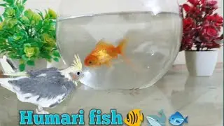 Main fish ka bowl lany gaya