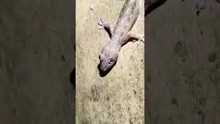 ящерица