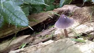Little Brown Mushrooms (HD 1080p)