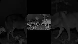 Wolf Helps Free Another Wolf from a Trap &ndash; Real Wild Rescue 🐺🐺