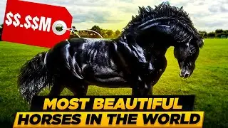 Top 12 Most Popular Horse Breeds in the World: A Look at the Equines That Are Most Loved & Cherished