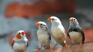Polah Lucu Burung Zebra Finch - Suara Burung #Zebra #Finch