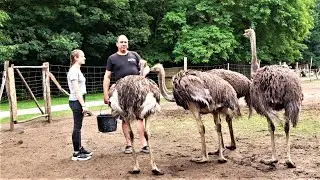 Lohsa: Zu Besuch auf der Straußenfarm - LAUSITZWELLE