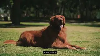 Discover the Best in Pet Healthcare with Reescope's China L Otoscope