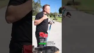 How to Train Your Dog to Pay Attention to You | Best Dog Training Tips