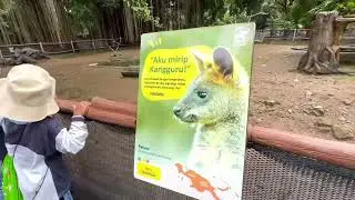 Solo Safari 2025 | Wisata Kebun Binatang | Singa Mengaung Monyet Menjerit Harimau Menggigit