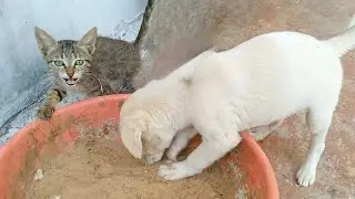 Kitty The Kitten Showing Her Puppy Friends Where I Poop 💩🤣
