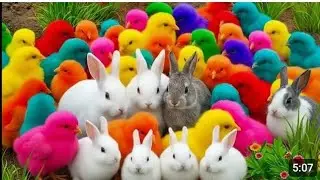 Rainbow Chicks Escape! ￼￼C/olorful Baby Chicks Are Too Funny! ￼￼H/larious Rainbow Chicken Catch ￼￼