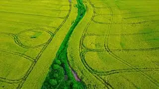 Rapeseed fields in Poland