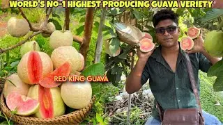 Thai Red King Guava Farming/ New Guava Veriety/ Red Diamond Black Diamond Guava Farming/ Best Guava