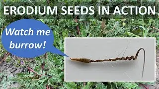 Erodium Seeds in Action; Redstem Filaree Erodium cicutarium seeds uncoiling in soil