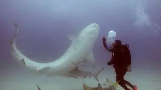 Man Makes Shark Fall Asleep With Hypnosis