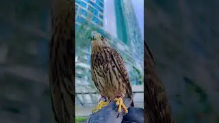 American kestrol #birds #eagle #dubai #owl #dubaihotel #nature #travel #falcons #animals #beach