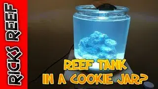 HOW TO: REEF TANK IN A COOKIE JAR - DAY 1