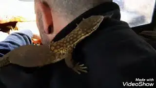 Ackie monitor taming
