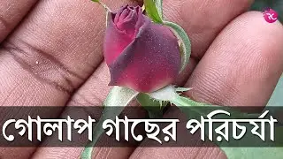 গোলাপ গাছের পরিচর্যা জানুয়ারী মাসে | Rose Plant Care in January| RC Farming