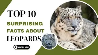Top 10 Surprising Facts about Leopards