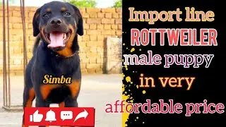 Import bloodline rottweiler male puppy in Simba available in very affordable price 9406132275