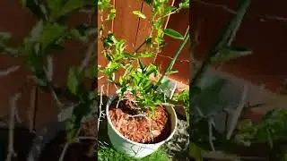 Aphid infestation. Morning 1 after freeing 1500 ladybugs. part one