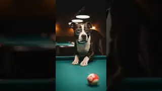 Dog Vs Pool game #animals #ai #funny #memes #cute #humor #dogs #dog #shorts #cool #petshub #fun