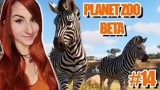Die Zebras sind los | Planet Zoo Beta #14