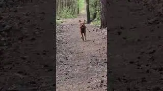 Sprintje trekken. 🙂 #jules #vizsla