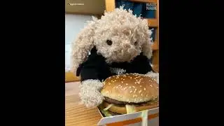 POV: You&rsquo;re a bunny and try a hamburger for the first time! #cute #food #jellycat