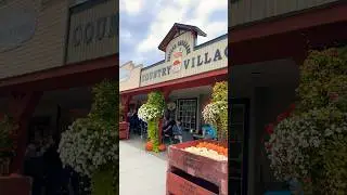 Pumpkin City #kelownabc #canada #bc #fall