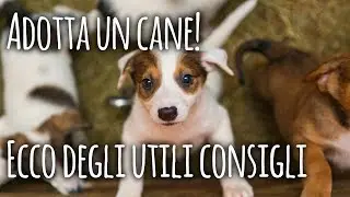 10 cose da sapere prima di adottare un cane al canile