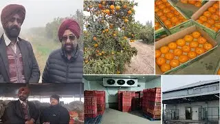 Lack of cool chain and poor marketing system created problem for Kinnow growers.
