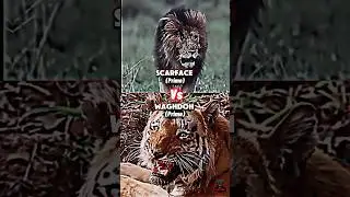 Scarface 🦁 Vs Waghdoh 🐯