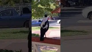 Magpie Music Will Peck Your Eyes Out
