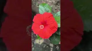 Duck flower. नया फूल जो आपने कहीं नही देखा होगा।नर्सरी में भी जल्दी से नहीं मिलता।