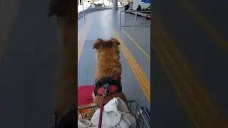Voyage au Br&eacute;sil avec son chien - d&eacute;collage imminent ~ Prendre l'avion avec son 🐕