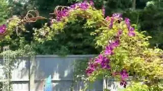 Wild Garden Tour for the NGS (National Garden Scheme)
