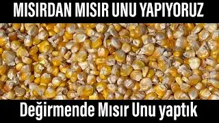 Taş değirmende mısırdan Mısır unu yapımı. | gl&uuml;tensiz %100 doğal Mısır unu