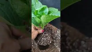 Корни у крупнолистных! 😃Не ожидала такого!!!