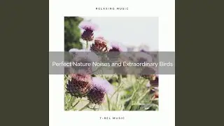 Experience Hard Sleep with Unique Nature Tunes for Relax