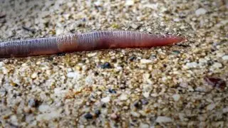 Were U Wondering: Why do worms come out on the sidewalks after it rains?