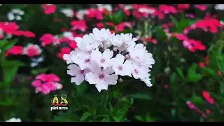 Beautiful Garden in Addis Ababa Ethiopia| Ethiopian Classical Music @ASproductionEthiopia