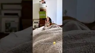 Funny Cat Tail